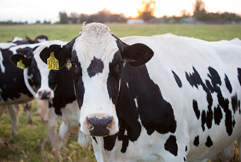 Making Sustainable Attainable: Cows